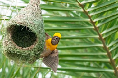 Baya weaver sitting on its nest making a call clipart