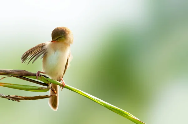 Llanura Prinia Sentado Una Hoja Haciendo Preen Día Soleado Brillante — Foto de Stock