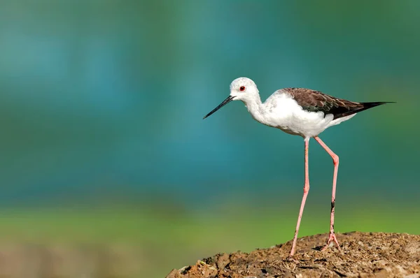 Black winged stilt walking on the bank of a pond