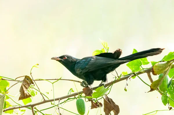 Mâle Asiatique Koel Regarde Attentivement Sur Une Branche Arbre — Photo