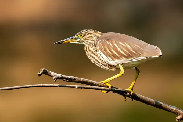 Indischer Teichreiher Sitzt Auf Einem Barsch Und Beobachtet Aufmerksam — Stockfoto