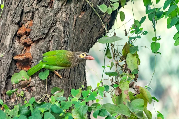 Barbudo Cabeza Castaña Árbol Mirando Curiosamente — Foto de Stock