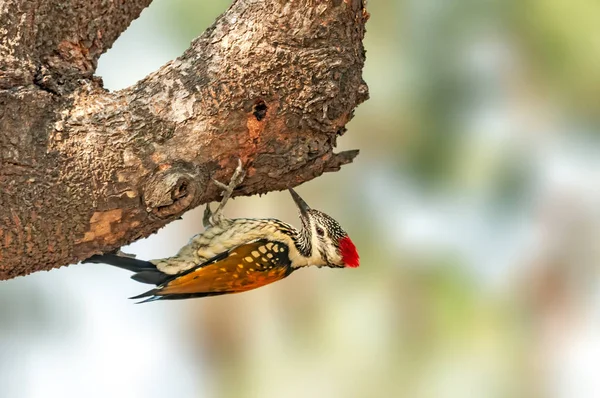 Black Rumped Flameback Procurando Comida Uma Árvore Seca — Fotografia de Stock