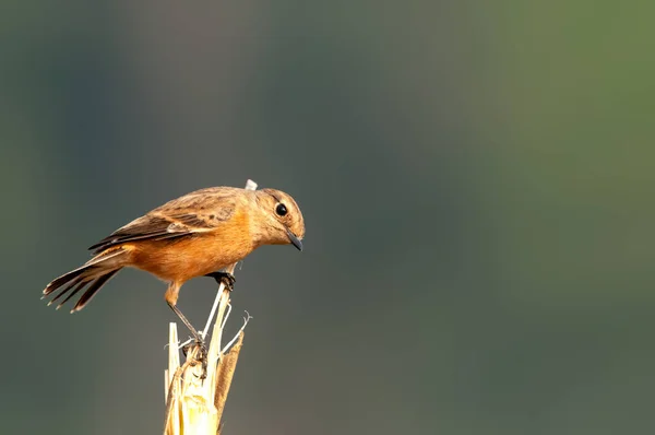 Una Piedra Siberiana Sobre Arbusto Observando Curiosamente —  Fotos de Stock