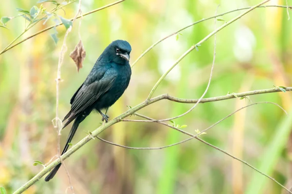 Ein Schwarzer Drongo Sitzt Auf Einem Busch Und Beobachtet Aufmerksam — Stockfoto