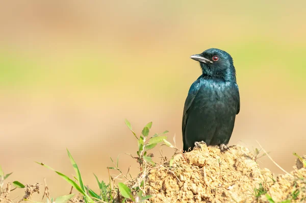 Siyah Bir Drongo Altın Işıkta Toprak Topağında Oturuyor — Stok fotoğraf