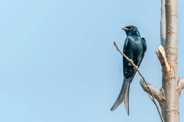 Ein Schwarzer Drongo Sitzt Auf Einem Ast Vor Blauem Himmel — Stockfoto