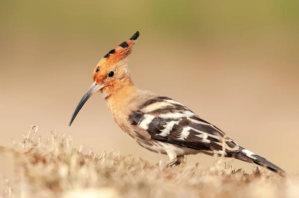 Common Hoopoe Searching Food Dry Grass — Stock Photo, Image