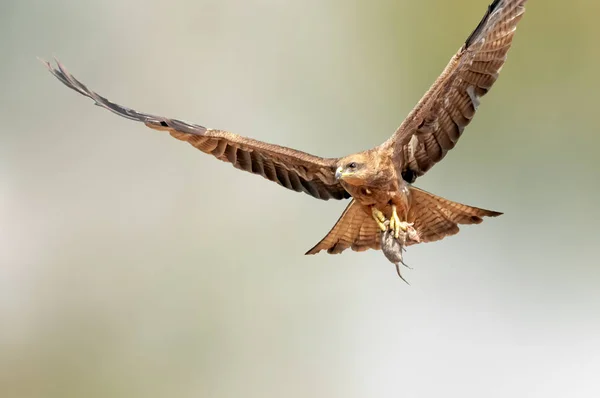Schwarzmilan Fliegt Mit Einem Mäusetod Seinen Krallen — Stockfoto