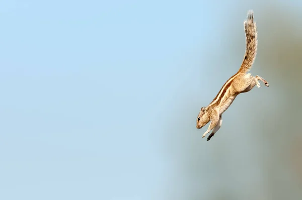 Écureuil Palmier Indien Sautant Vers Bas Avec Une Super Vitesse — Photo