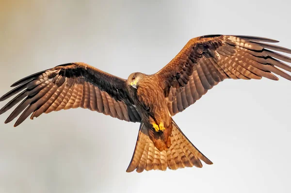 Schwarzmilan Zeigt Während Des Fluges Seine Volle Spannweite — Stockfoto