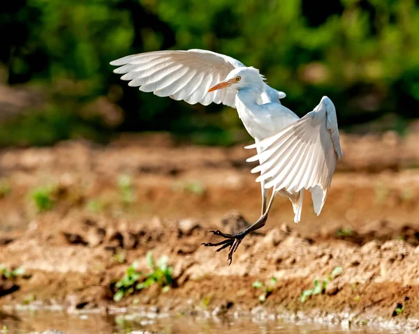 Cattle Egret Preparing Land — Stock Photo, Image