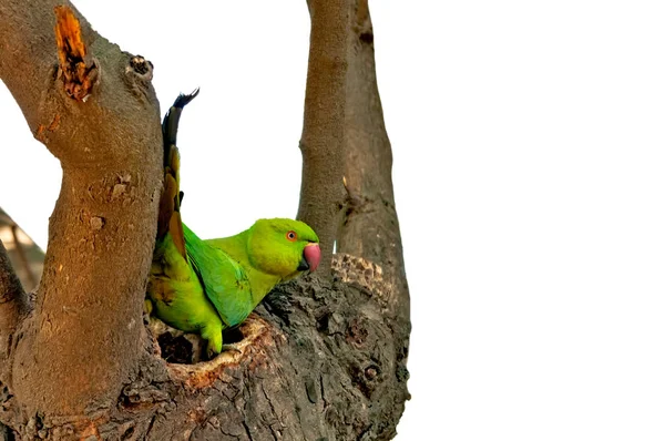 Una Rosa Hembra Anilló Perico Nido Árbol —  Fotos de Stock