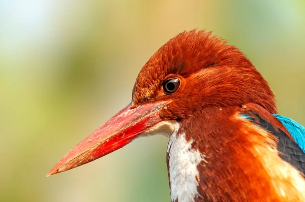 Scheint Dieser Weißkehl Eisvogel Ernsthaft Denken — Stockfoto