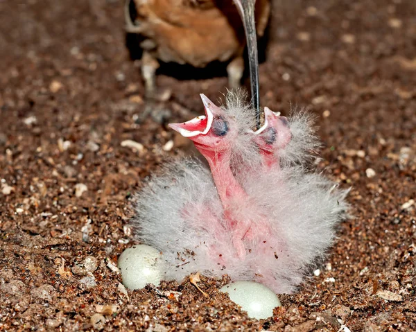 Egy Közönséges Hoopoe Eteti Csirkéket Fészekben — Stock Fotó