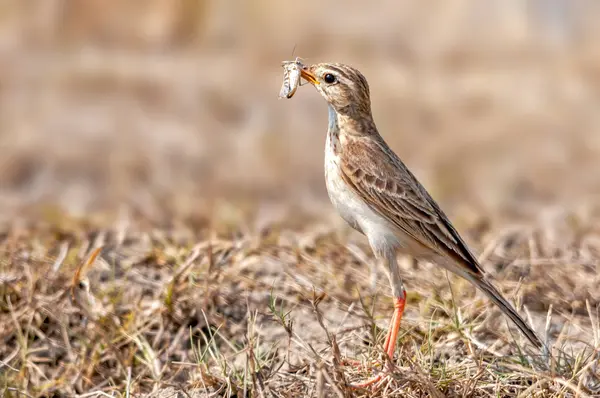 Paddyfield Pipit Mit Einem Heuschreckenfang Trockenen Gras — Stockfoto