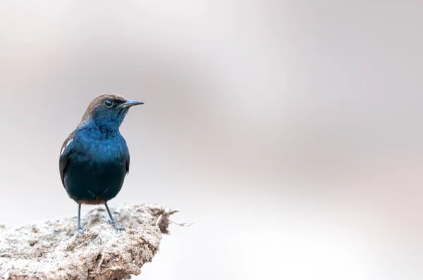 Ein Männlicher Indischer Rotkehlchen Sitzt Und Beobachtet — Stockfoto