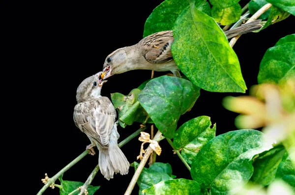 Female House Sparrow Feeding Chick Plant — Stock Photo, Image