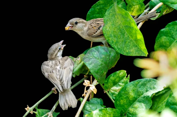 Une Moineau Domestique Femelle Nourrissant Poussin Sur Une Plante — Photo