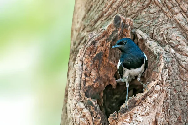 Petirrojo Macho Está Agujero Del Nido Árbol — Foto de Stock