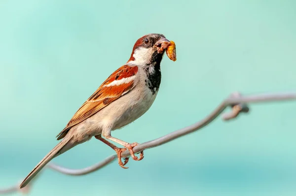 Moineau Domestique Mâle Avec Nourriture Dans Son Bec — Photo