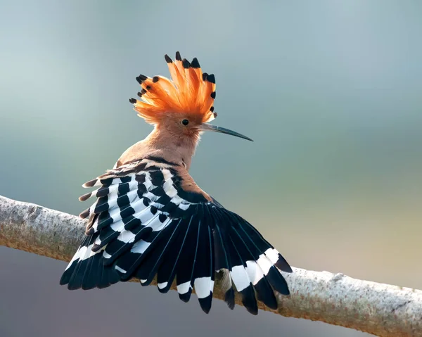 Hoopoe Común Que Tiene Estiramiento Una Percha Árbol — Foto de Stock