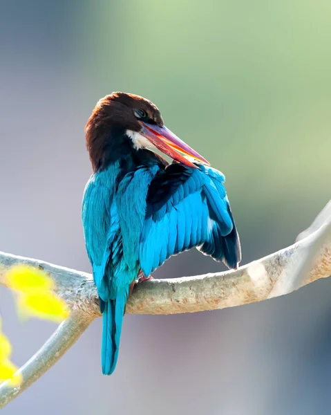 Weißkehl Eisvogel Beim Preen Auf Einem Baumbarsch — Stockfoto