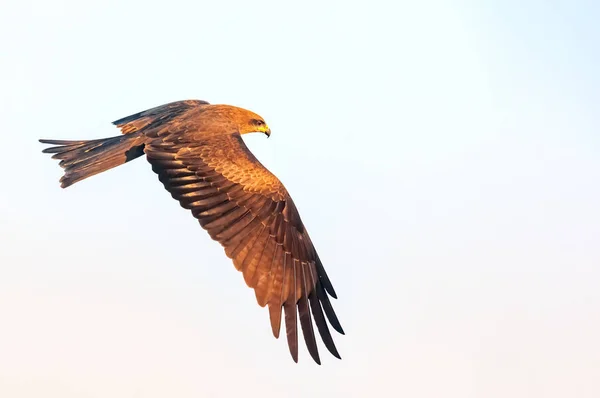 Schwarzmilan Fliegt Kahlen Himmel — Stockfoto