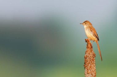 Bir darı bitkisinin üzerindeki altın ışıkta sade bir baskı.