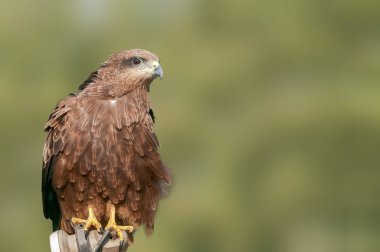 Siyah bir uçurtmanın yakın plan portresi