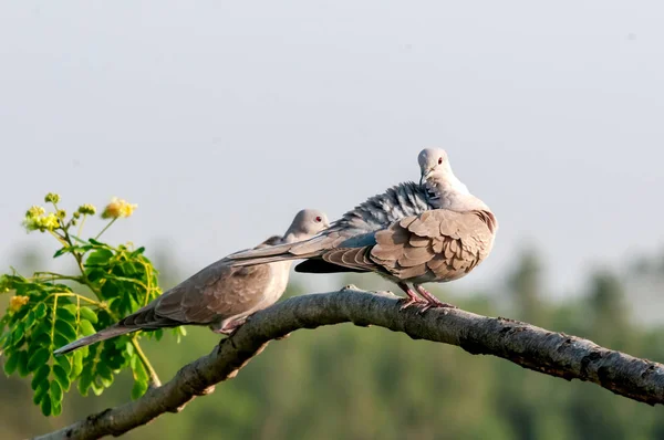Ein Paar Eurasische Halstauben Beim Preen Auf Einem Baum Sitzend — Stockfoto