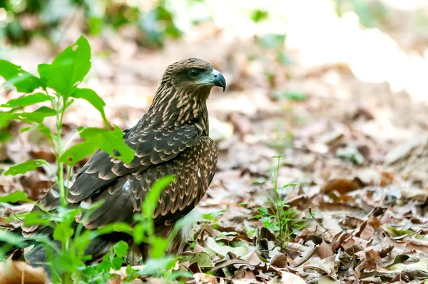 Close Van Een Zwarte Vlieger Zittend Droge Bladeren — Stockfoto