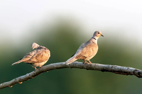 Une Paire Colombe Collier Eurasien Sur Arbre — Photo