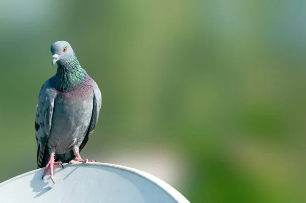 Steintaube Sitzt Auf Einer Fernsehschüssel — Stockfoto