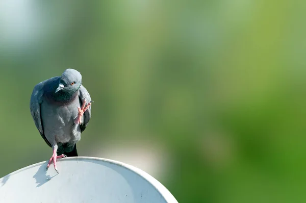 Felsentaube Sitzt Auf Fernsehschüssel Und Sieht Ziemlich Beschäftigt Aus — Stockfoto