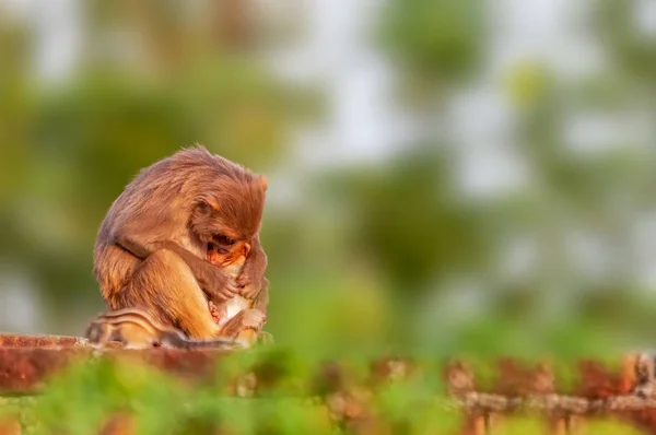 Mãe Bebê Macaco Estão Olhando Sonolento — Fotografia de Stock