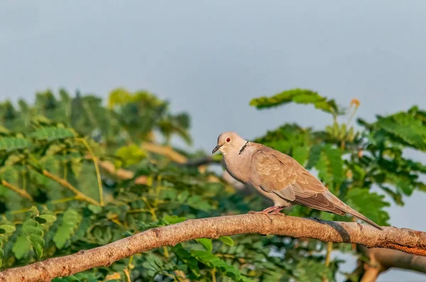 Paloma Collar Euroasiática Sobre Árbol Con Hojas Verdes — Foto de Stock