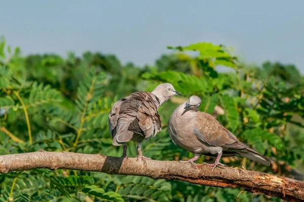 Couple Colombe Eurasienne Collier Montrant Amour — Photo