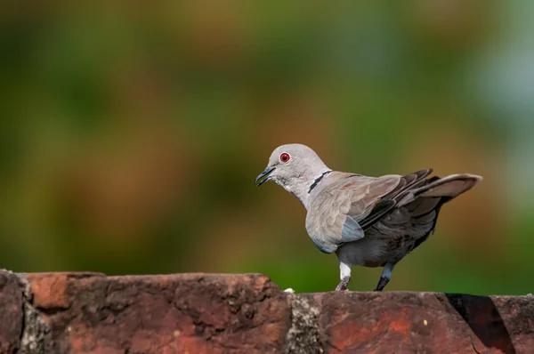 Une Colombe Eurasienne Collier Dans Éclairage Royal Sur Mur Briques — Photo