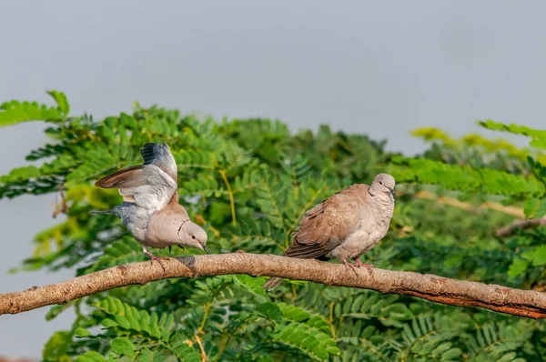Couple Eurasian Collared Dove Looking Busy Tree — Stock Photo, Image