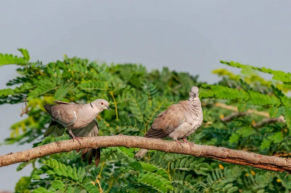 Para Eurazjatyckich Gołębi Wyglądających Zajętych Drzewie — Zdjęcie stockowe