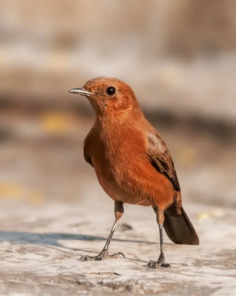 Eine Nahaufnahme Von Braunem Rockchat Mit Feinen Federdetails — Stockfoto