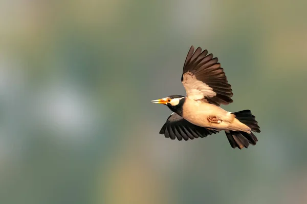 Красивий Розмах Крила Ятикутника Польоті — стокове фото