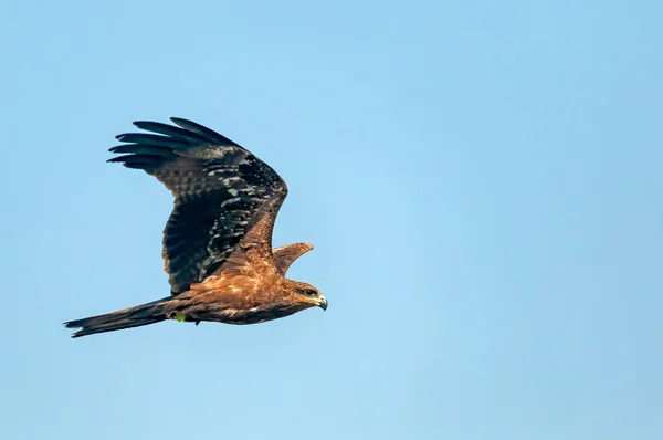 Schwarzmilan Fliegt Blauem Himmel — Stockfoto