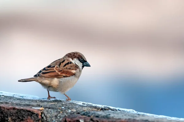 Moineau Domestique Assis Sur Mur Briques — Photo