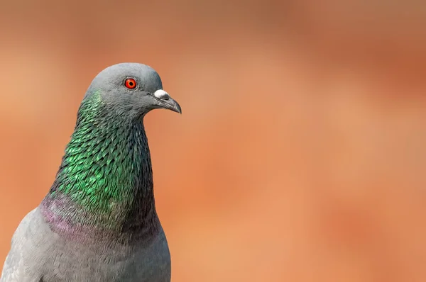 Portrait Gros Plan Pigeon Roche Ayant Fins Détails Plumes — Photo