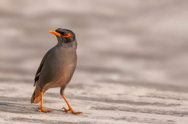 Ein Porträt Von Bank Myna Schönem Licht — Stockfoto