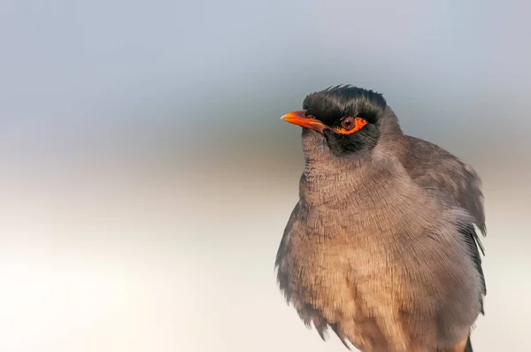 Banque Myna Affichant Ses Détails Plumes Fines — Photo