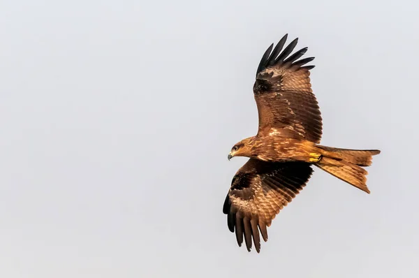 Svart Örat Drake Flyger Skallig Himmel — Stockfoto