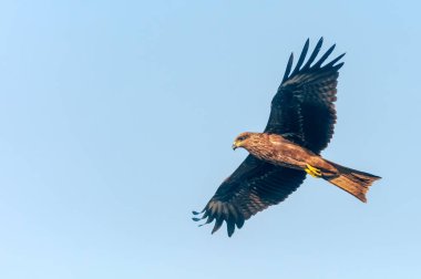 Gökyüzünde uçan siyah bir uçurtma